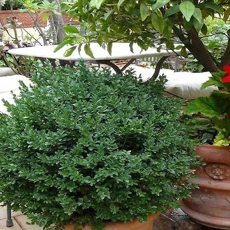 Bed & Breakfast La Terrazza Dei Pelargoni 3*