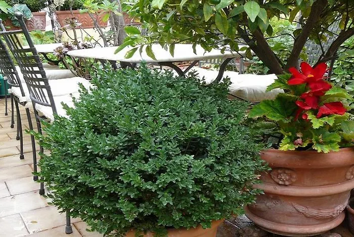 Bed & Breakfast La Terrazza Dei Pelargoni 3*