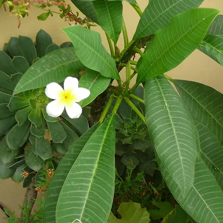 La Terrazza Dei Pelargoni Ventimiglia