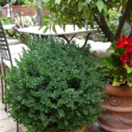 Alojamento de Acomodação e Pequeno-almoço La Terrazza Dei Pelargoni