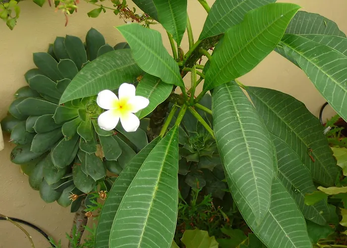 La Terrazza Dei Pelargoni Ventimiglia